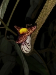 Aristolochia caulialata