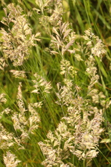 Festuca ovina