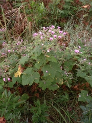 Pelargonium papilionaceum