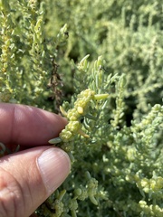 Suaeda taxifolia