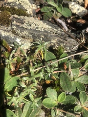 Paronychia argyrocoma