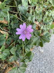 Malva sylvestris