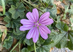 Malva sylvestris
