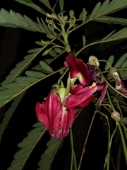 Sesbania grandiflora