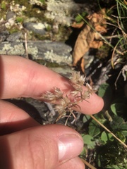 Paronychia argyrocoma