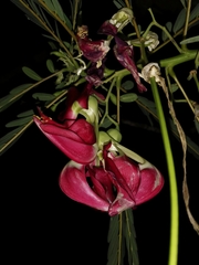 Sesbania grandiflora