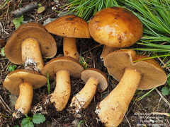 Suillus plorans