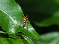 Ropalidia romandi