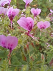 Pelargonium papilionaceum