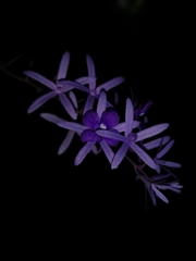 Petrea volubilis