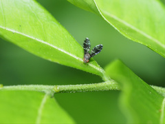 Trypetisoma australe