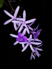 Petrea volubilis
