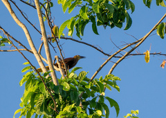 Psarocolius angustifrons