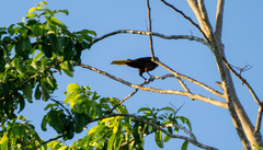 Psarocolius angustifrons