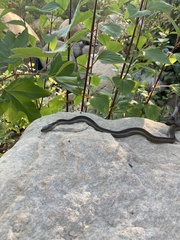Thamnophis hammondii