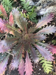 Micranthes petiolaris