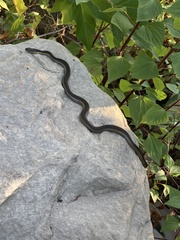 Thamnophis hammondii
