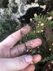 Micranthes petiolaris