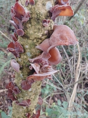 Auricularia cornea