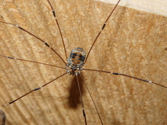Leiobunum limbatum