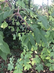 Sambucus nigra