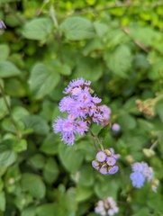 Ageratum houstonianum