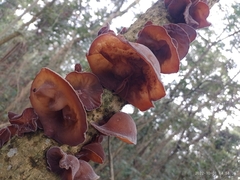 Auricularia cornea