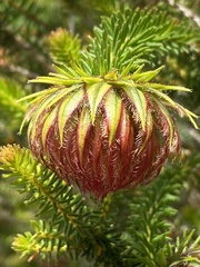 Darwinia neildiana