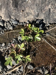 Sibbaldiopsis tridentata