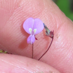 Desmodium rosei