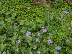 Ageratum houstonianum