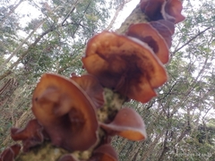 Auricularia cornea