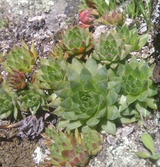Sempervivum