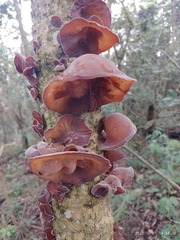 Auricularia cornea