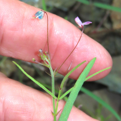 Desmodium rosei
