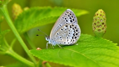 Pseudozizeeria maha okinawana