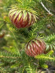 Darwinia neildiana