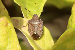 Peribalus strictus vernalis