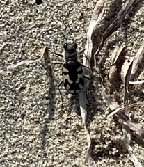 Cicindela latesignata