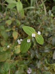 Spermacoce latifolia
