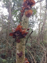 Auricularia cornea