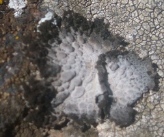 Umbilicariomycetidae