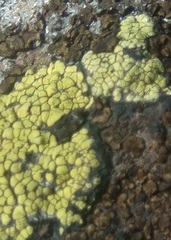 Rhizocarpales