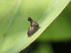 Eutryonia monstrifera