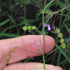 Desmodium rosei