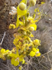 Verbascum