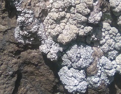 Ostropomycetidae