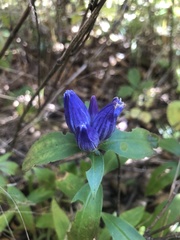 Gentiana austromontana