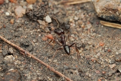Odontomachus simillimus