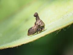 Eutryonia monstrifera